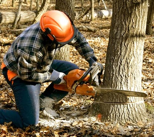 Tree Removal in Brimfield, MA